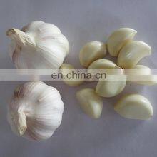 Chain-type 1000-1500kg/h Dry Garlic Peeling Peeler Shelling Sheller Process Machine thumbnail-5
