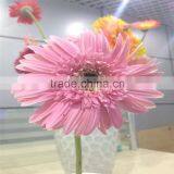 Hot Sale Gerbera Fresh Flower Decoration thumbnail-6