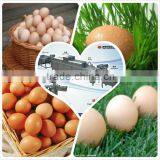 Poultry Equipment Stainless Steel 3000pcs/h Egg Breaking/cracking Machine 008613823737025 thumbnail-1