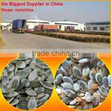 Pumpkin Seeds GWS AAA/AA/A/ Oil Grade thumbnail-1
