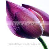 Top Quality Fresh Cut Pueple Tulip Flower for Wholesale thumbnail-1
