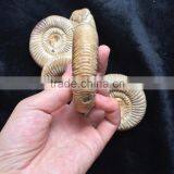 Precious High Quality Natural Ammonite Fossil Snail For Sale Gift Ornaments thumbnail-3