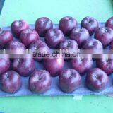 Red Apple thumbnail-1