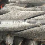 Good Quality Frozen HGT Hamachi in 2016 thumbnail-1