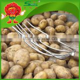No rotten cheap fresh yellow potatoes farm sell potatoes