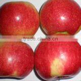 High Quality Chinese Red Star Apple Best Price Red Star Apples Sweet and Fresh Red Star Apples thumbnail-2