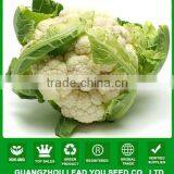 NCF10 Huaduo guangzhou hybrid cauliflower seed company name