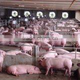 Multi-Span Greenhouse With Roll Up Motor For Ventilation Used For Animals Growing thumbnail-2