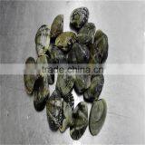 Frozen Vacuumed Short Necked Clam Cheap Pirce For Sale thumbnail-2