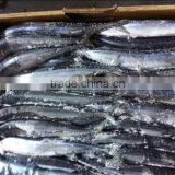 Frozen Pacific Saury #3 #4 thumbnail-1
