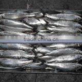 Land Frozen Sardine for Bait Hot Sale thumbnail-2