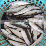 Frozen Pacificus Mackerel thumbnail-4
