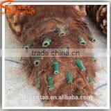 Quality Different Types of Plants and Trees Customize Artificial Big Palm Trees thumbnail-5