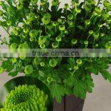 Top Sell Fresh Cut Flower Home& Party Decoration Chrysanthumum Flower Mini Bud Size Flowers From Yunnan thumbnail-4