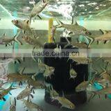 Silver Shark Live Aquarium Fish From Thailand thumbnail-1