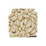 Blanched Peanuts