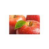 Apple Puree With High Quality