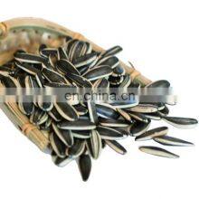 Wholesale Price Bulk Sunflower Seeds 361 363 601 for Egypt Egyptian Market