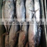 Tuna Fish Frozen Bonito Fish Auxis Thazard Whole Round