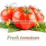 1406 TY Anti Pink Hybrid Tomato Seed for Sale