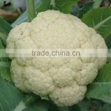 fresh cauliflower for sale good quality