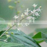Patchouli Oil Natural thumbnail-1