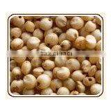 White Sorghum thumbnail-1