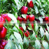 Pepper seeds red sweet pepper seeds red blocy pepper seeds Red Becky F1