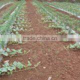 Early Maturity Anti-crack Good Commodity Super Jingxin Melon Seeds thumbnail-3