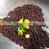 Mustard Seed thumbnail-1