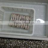 2015 Baby Squid thumbnail-3