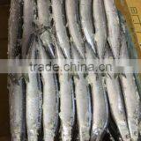 Frozen Pacific Saury, thumbnail-3