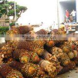 Cycas Revoluta Bare Root thumbnail-6