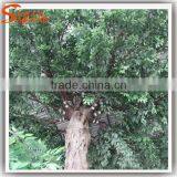 Artificial Architectural Model Tree of Ficus Tree / Artificial Big Trees Artificial Plants of Leaves thumbnail-4