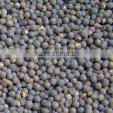 Embelia Ribes thumbnail-1