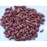 PURPLE SPECKLED KIDNEY BEANS thumbnail-1