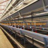 Tajikistan Chicken Farm H Type Automatic Chicks Cage & Pullet Cage in Brooding Room with Poultry Climate Control