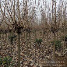 Magnolia Denudata Prices, Free Consultation, Base Quotation List thumbnail-4