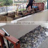 Good Quality and Hot Sale Frozen Tilapia Fish (Oreochromis Niloticus) thumbnail-1
