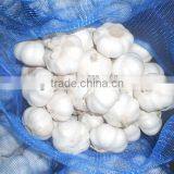 China Common White and Pure White Garlic thumbnail-2
