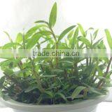 Dendrobium Orchid Seedling thumbnail-2