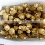 Fresh Air Dried Ginger thumbnail-6