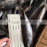 horse mackerel 20cm+ 2016 seafrozen