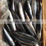 Frozen Mackerel 300-400g 2016 thumbnail-3
