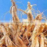 Radix Ginseng thumbnail-1