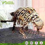 Science Educationa Equipment Fiberglass Dinosaur Fossil Replica thumbnail-3