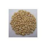 Sell Pine Nut Kernel thumbnail-1