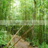 Bamboo Chopsticks thumbnail-1