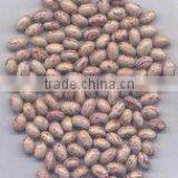 Light Speckled Kidney Beans Mongolia Type thumbnail-1