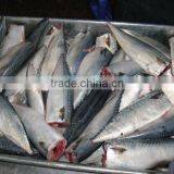 Mackerel Fish HGT